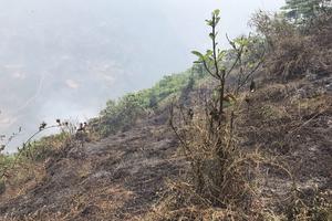 Lào Cai có văn bản hỏa tốc về phòng, chống cháy rừng