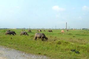 Nam Định: Lình xình tại các dự án của Công ty Cổ phần Tàu thuỷ Hoàng Anh