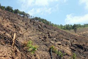 Cty lâm nghiệp Đông Triều: Buông lỏng quản lý rừng, đội trưởng đội lâm nghiệp bị cách chức