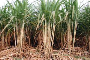 Bộ NN&PTNT đề nghị công nhận hoạt động sản xuất, kinh doanh mía đường tại Phú Yên