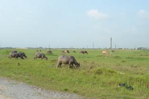 Nhiều dự án "bánh vẽ" để hoang hoá tại huyện Xuân Trường