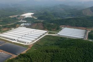 Đình chỉ 3 tháng Công ty Chăn nuôi Hoà Phát Bắc Giang gây ô nhiễm 