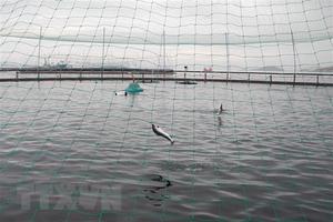 Hơn 10.000 tấn cá hồi ở Na Uy bị chết do loại tảo Chrysochromulina