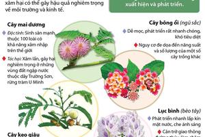 Những loài thực vật ngoại lai xâm hại nguy hiểm tại Việt Nam