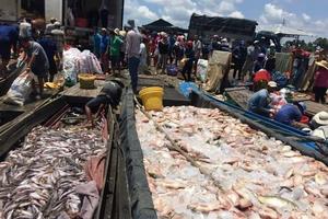 Gần 1.000 tấn cá chết trên sông La Ngà: Huyện mong tỉnh sớm có kết quả điều tra