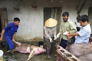 Bắc Ninh: Lập 3 đoàn liên ngành thanh tra dịch tả lợn châu Phi
