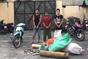 Táo tợn trộm gỗ sưa ở rừng đặc dụng Hàm Rồng