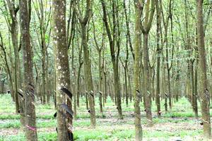 Giá cao su khởi sắc, cổ phiếu ngành tăng mạnh