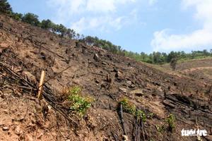 Cty lâm nghiệp Đông Triều (Quảng Ninh): Buông lỏng, thiếu trách nhiệm công tác quản lý...