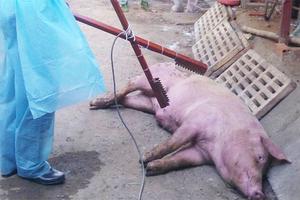 TP Hồ Chí Minh: Phát hiện trường hợp dịch tả lợn châu Phi đầu tiên