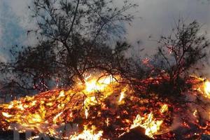 Nghệ An: Cháy rừng tại huyện Yên Thành, lửa vẫn đang âm ỉ