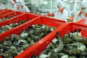 Mỹ chưa điều tra DN xuất khẩu tôm Việt Nam lẩn tránh thuế