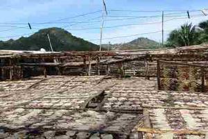 Môi trường ô nhiễm nặng từ nghề chế biến mực xà