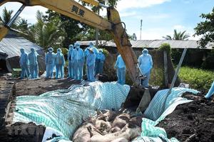 Hà Nội khó huy động lực lượng tiêu hủy lợn mắc dịch tả châu Phi