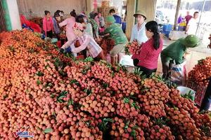 400 chủ vựa Trung Quốc ồ ạt đổ sang, tình huống chưa từng có