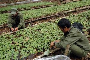 Yêu cầu kiểm điểm trách nhiệm đối với dự án Sâm Ngọc Linh