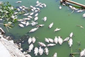 Xác định nguyên nhân cá chết trong hồ Thạc Gián