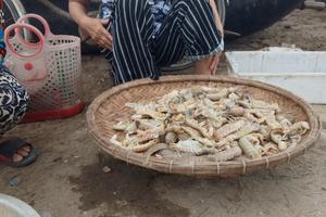Cần tổng kiểm tra việc bán đồ hải sản kém chất lượng ở Sầm Sơn 