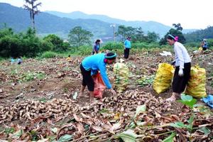 Nhiều D.A thuộc Chương trình 135 tại Bình Liêu (Quảng Ninh) không hiệu quả: Ai chịu trách nhiệm?
