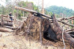 Gia Lai: Ban Quản lý Rừng phòng hộ Đức Cơ để mất hơn 9 ngàn héc-ta rừng