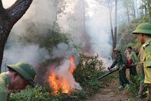 Hà Tĩnh: Lại xảy ra cháy rừng thông và keo tràm tại núi Nầm