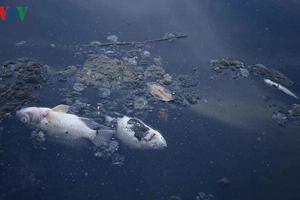 Nước sông Tô Lịch trở lại màu đen kịt và hôi thối, cá chết la liệt