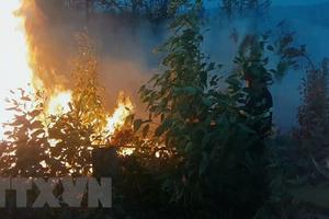Phú Yên: Cháy rừng quy mô lớn, chưa khống chế được ngọn lửa