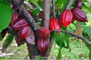 Khuyến khích doanh nghiệp liên kết sản xuất, tiêu thụ sản phẩm ca cao