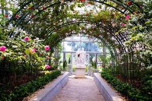 Vượt biển khám phá Vương quốc hoa hồng - trải nghiệm mới cực ngọt ngào tại Nha Trang