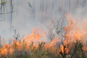 500 người tham gia khống chế đám cháy rừng tại thị xã Cửa Lò