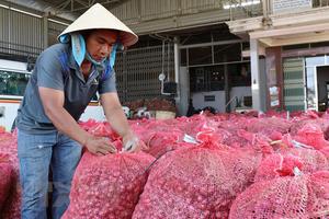 Hành tím được mùa, được giá, nông dân Ninh Thuận phấn khởi