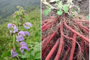 Thầy thuốc nhân dân Trần Quốc Bình mách phương pháp điều trị bệnh gan