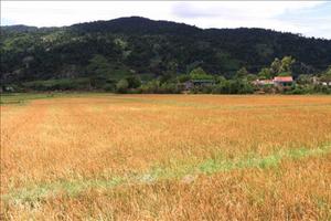 Đắk Lắk thiệt hại hơn 1.000ha cây trồng do hạn