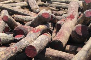 Bảo vệ rừng tự nhiên châu Phi khỏi nạn tham nhũng