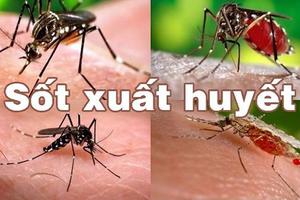 Những điều cần biết về bệnh sốt xuất huyết Dengue