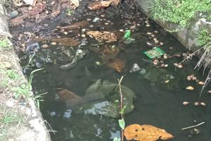 Tiêu chí môi trường đã thực sự đảm bảo?