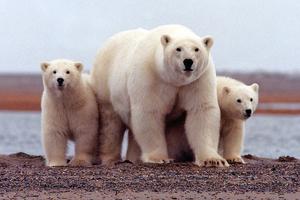 Chính quyền Trump cho phép khoan dầu tại Khu bảo tồn Động vật hoang dã vùng Bắc Cực tại Alaska 