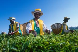 Hàng nghìn người yêu cầu LHQ điều tra việc thực dân Anh ép họ rời bỏ đất đai của mình