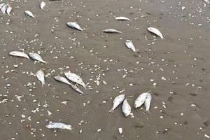 Xuất hiện cá chết kéo dài trên nhiều km trôi dạt vào bờ biển Hà Tĩnh