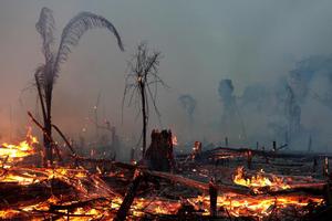 7 nước ký thỏa thuận bảo vệ rừng nhiệt đới Amazon