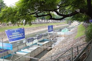 Cần nhìn nhận đúng về việc cá Koi chết sau khi thả ở sông Tô Lịch