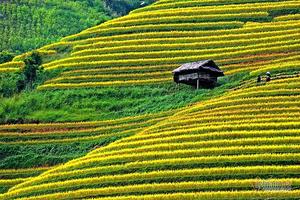 Cảnh sắc đẹp nhất thế giới mỗi năm 1 lần chỉ có ở Việt Nam