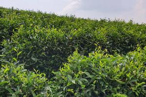 Công viên địa chất non nước Cao Bằng: Đồi Kolia thơ mộng