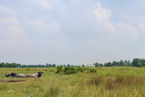 Vẫn công nhận kết quả trúng đấu giá sau thanh tra