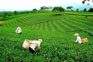 Chú trọng xây dựng chè Thái Nguyên trở thành thương hiệu mạnh