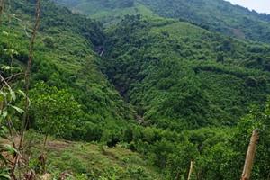 Nam Đông, Thừa Thiên Huế: Hàng trăm ha rừng phòng hộ bị lấn chiếm