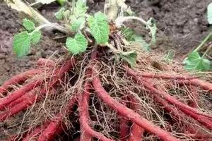 Loài sâm quý đặc biệt cho người bệnh gan