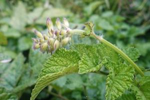 Dược liệu quý từ rừng quốc gia Pù Mát cứu người bệnh gan