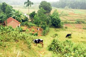 UBND huyện Ba Vì cho thuê 40.000 m2 đất trái luật