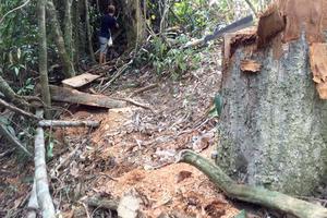 Gia Lai: Kiểm điểm lãnh đạo Ban Quản lý Rừng phòng hộ Ia Rsai 